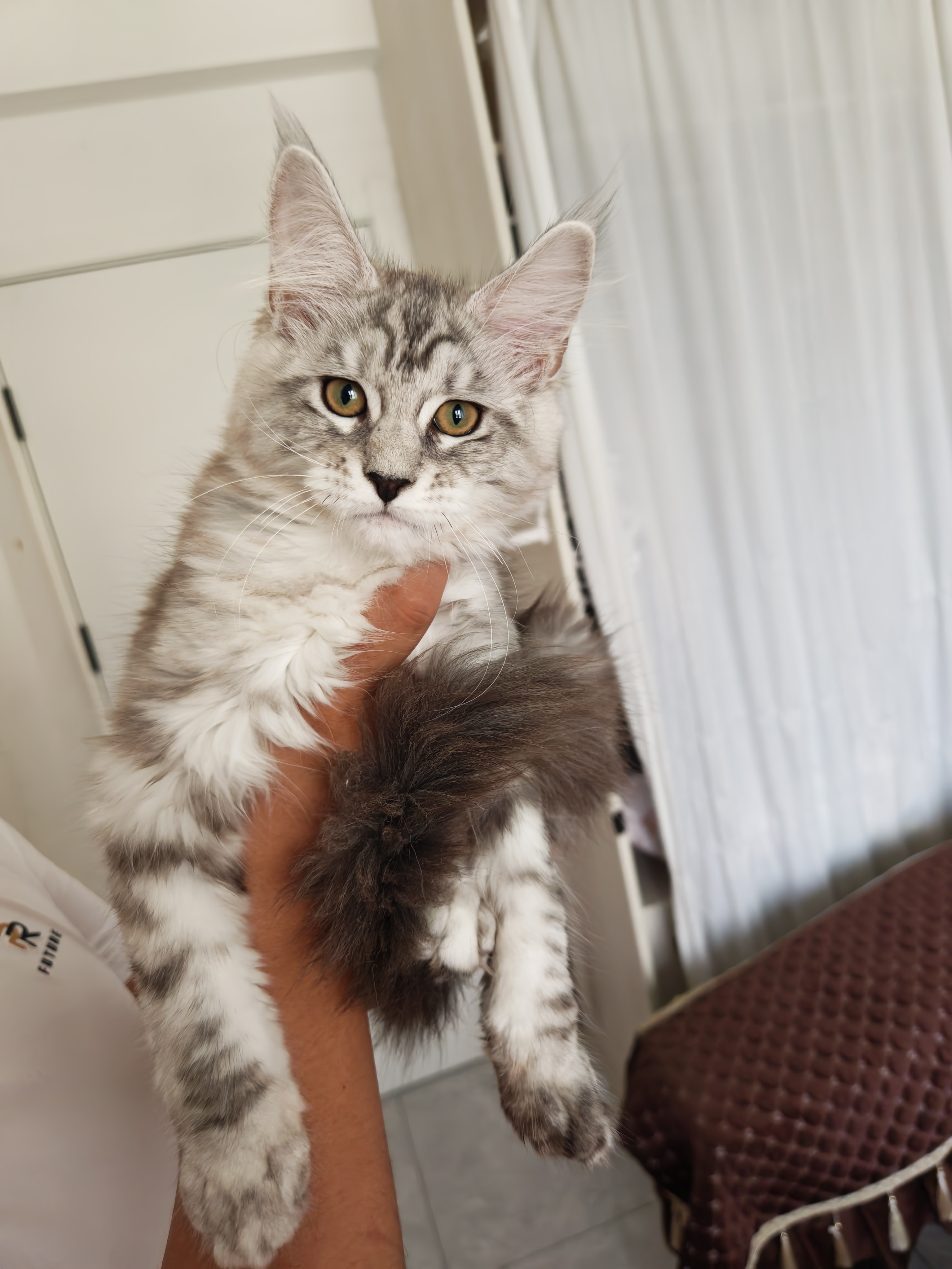 家养缅因猫，三个多月，无病无癣，价格可以商量
